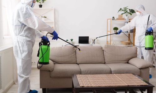 Affordable Pest Control Services: Saving Your Home from Pests