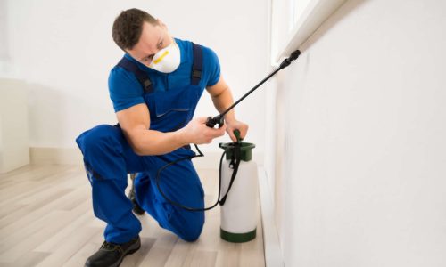 Safe Pest Control Tips for Eco-Friendly Living