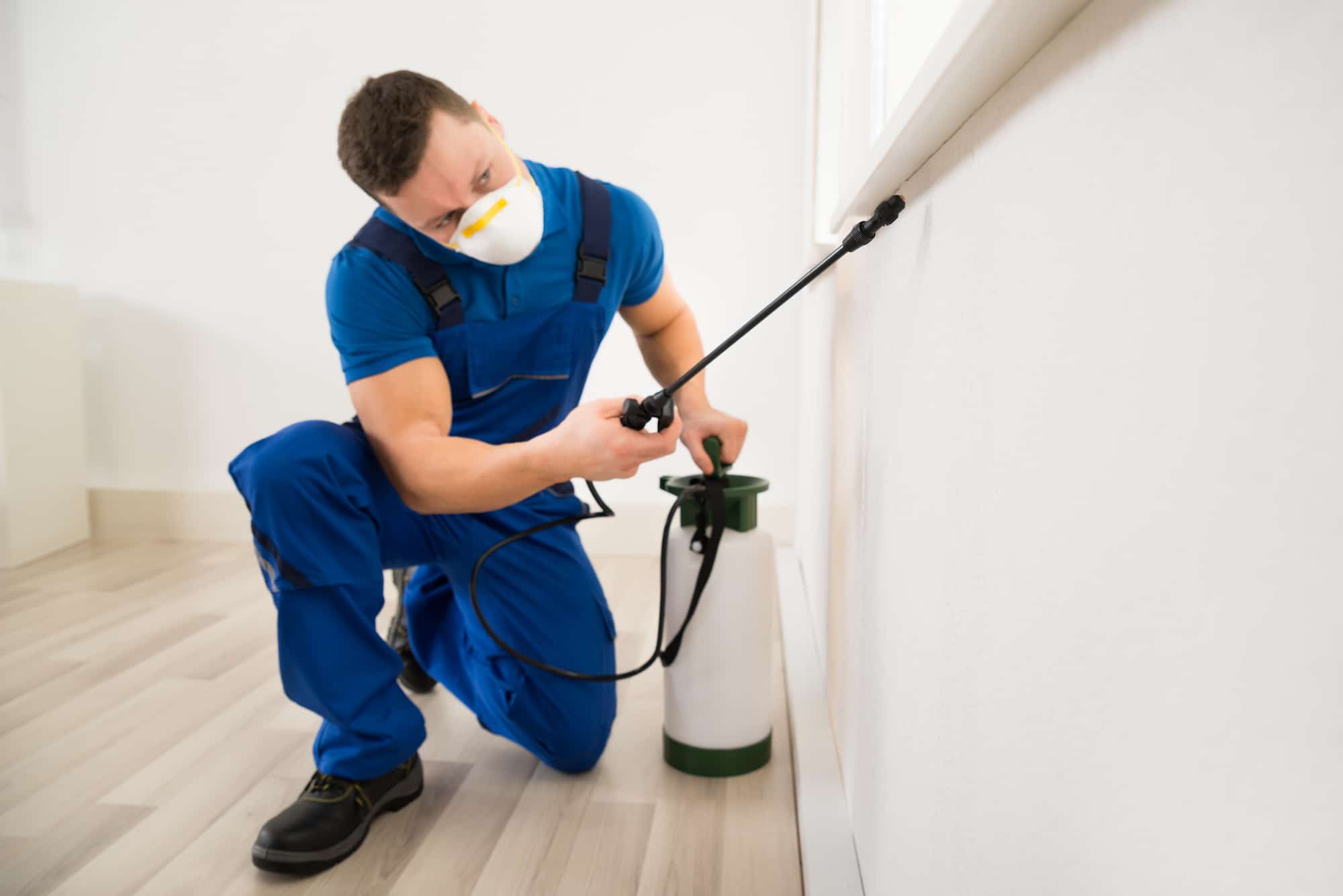 Safe Pest Control Tips for Eco-Friendly Living